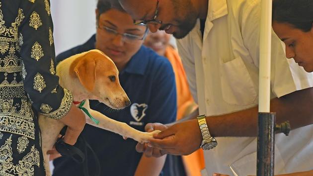 It’s time for some puppy love. (Pratik Chorge/HT Photo) 