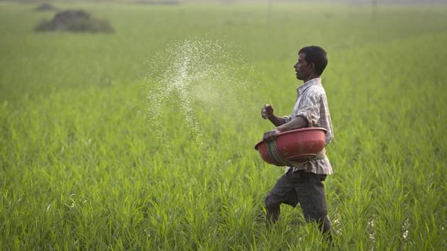 A farmer sprays fertilizer in his paddy field in Guwahati.(AP File Photo)
