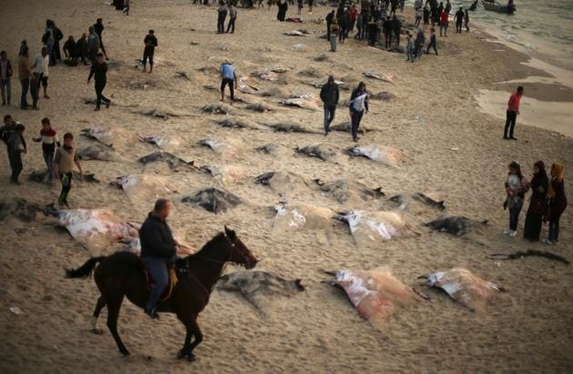 Palestinians look at Devil Rays on a beach in Gaza City April 6, 2017. (Mohammed Salem / REUTERS)