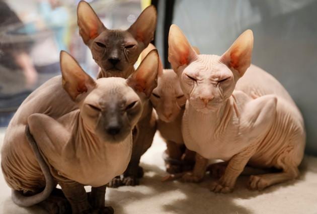 Peterbald kittens sit inside their cage during a regional cat exhibition in Almaty, Kazakhstan April 8, 2017. (Shamil Zhumatov / REUTERS)