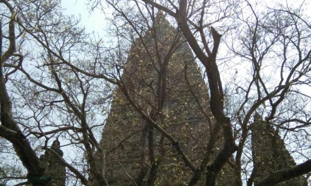The sacred Bodhi tree at Bodh Gaya. Rajesh Kumar/HT Photo The sacred Bodhi tree at Bodh Gaya. Rajesh Kumar/HT Photo