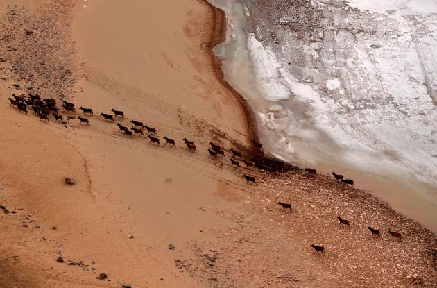 Red deer are seen near the headstream of the Yangtze River in Yushu, Qinghai Province, China April 5, 2017. (REUTERS)