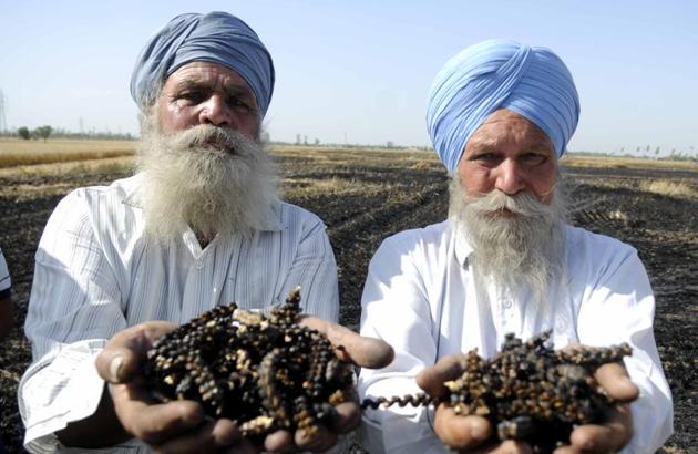 According to the farmers, the crop was matured and set for harvesting. They say that the fire has left nothing for them. (Bharat Bhushan /HT)