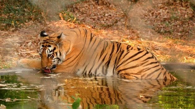 Nagpur: A tiger takes refuge from simmering heat, at a pond in an enclosure in Nagpur Zoo on Wednesday. PTI Photo(PTI4_5_2017_000203B)(PTI)