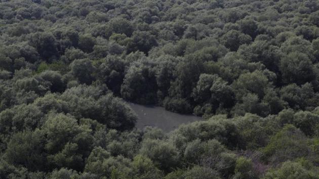 In a first, revenue officials are surveying 1,800 hectares of private mangrove land in Mumbai using satellite maps. (HT FILE) In a first, revenue officials are surveying 1,800 hectares of private mangrove land in Mumbai using satellite maps. (HT FILE)