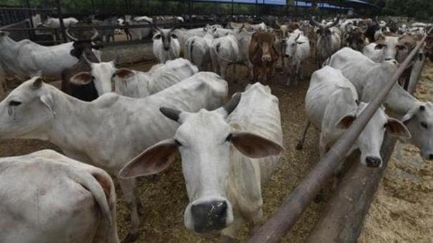 Community leaders have written to the animal husbandry department about setting up a cow shelter at Juhapura.(Raj K Raj/HT File)