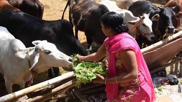 The RSS wants its cow-protection programme to be linked with “cultural, health and scientific reasons”, not violence. (AFP/File photo) The RSS wants its cow-protection programme to be linked with “cultural, health and scientific reasons”, not violence. (AFP/File photo)