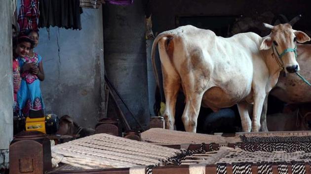 Cows at a house at Bishada village where Mohammad Ikhlaq was lynched by a mob after rumours of beef eating in Dadri. (PTI File Photo) Cows at a house at Bishada village where Mohammad Ikhlaq was lynched by a mob after rumours of beef eating in Dadri. (PTI File Photo)
