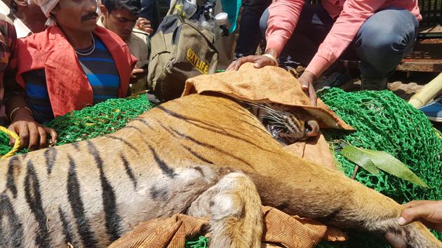 Paralysed tiger battling for life in Bhopal | Latest News India - Hindustan Times Paralysed tiger battling for life in Bhopal | Latest News India - Hindustan Times