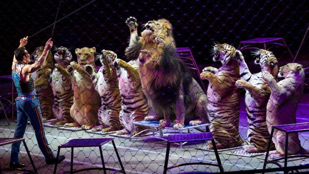 Alexander Lacey, animal trainer for the Ringling Bros. and Barnum & Bailey circus. (Doug Mills / NYT) Alexander Lacey, animal trainer for the Ringling Bros. and Barnum & Bailey circus. (Doug Mills / NYT)