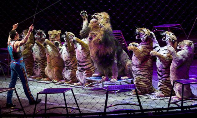 Alexander Lacey, animal trainer for the Ringling Bros. and Barnum & Bailey circus, in Washington. (Doug Mills / NYT) Alexander Lacey, animal trainer for the Ringling Bros. and Barnum & Bailey circus, in Washington. (Doug Mills / NYT)
