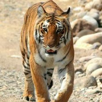 special tiger