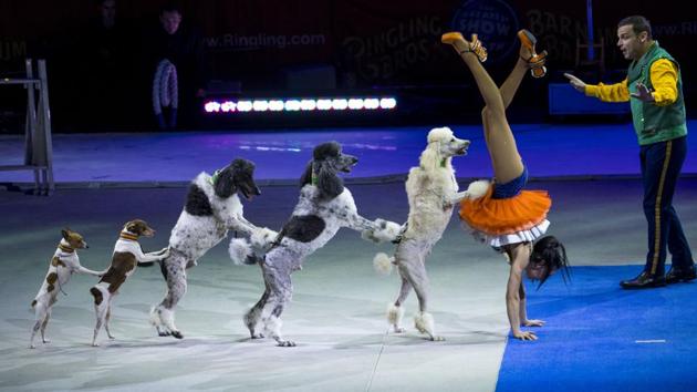 Standard poodles and dogs rescued from pounds are part of the act with the Ringling Bros. and Barnum & Bailey circus in Washington. (Doug Mills / NYT) Standard poodles and dogs rescued from pounds are part of the act with the Ringling Bros. and Barnum & Bailey circus in Washington. (Doug Mills / NYT)