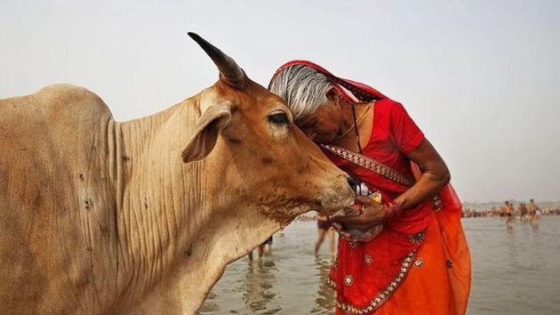 Gujarat Governor O P Kohli on Thursday gave his assent to a bill providing for a sentence up to life term for slaughtering cow and up to ten years in jail for transporting beef in the state.(Reuters Representative Photo)