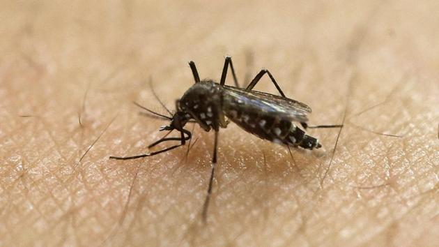 A female Aedes aegypti mosquito, known to be a carrier of the Zika virus, acquires a blood meal on the arm of a researcher at the Biomedical Sciences Institute of Sao Paulo University in Sao Paulo, Brazil.(AP File Photo)