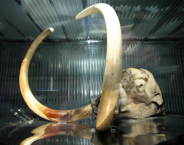 In China, trade in mammoth ivory is legal but barely regulated.(Representative Photo /Getty Images) In China, trade in mammoth ivory is legal but barely regulated.(Representative Photo /Getty Images)