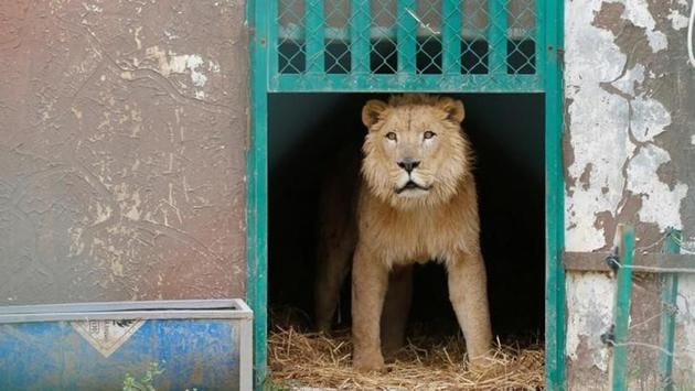 Simba at an enclosure in the shelter after arriving to an animal rehabilitation shelter in Jordan. The park, located in Eastern Mosul, was retaken by Iraqi forces earlier this year. (Muhammad Hamed/reuters) Simba at an enclosure in the shelter after arriving to an animal rehabilitation shelter in Jordan. The park, located in Eastern Mosul, was retaken by Iraqi forces earlier this year. (Muhammad Hamed/reuters)
