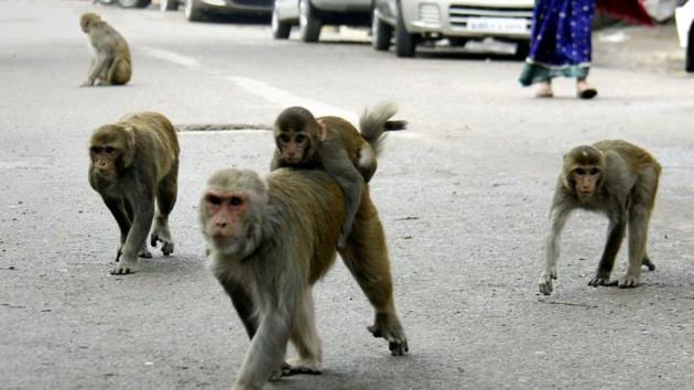 Monkey menace in Vrindaban - The Economic Times