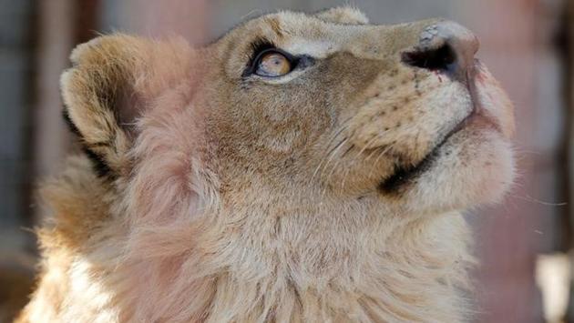 Simba looks on a military helicopter flying over of the Mosul's zoo. Simba and Lola lived in a once peaceful animal park that has been destroyed by months of fighting between Iraqi forces and Islamic State militants. (Muhammad Hamed/reuters) Simba looks on a military helicopter flying over of the Mosul's zoo. Simba and Lola lived in a once peaceful animal park that has been destroyed by months of fighting between Iraqi forces and Islamic State militants. (Muhammad Hamed/reuters)