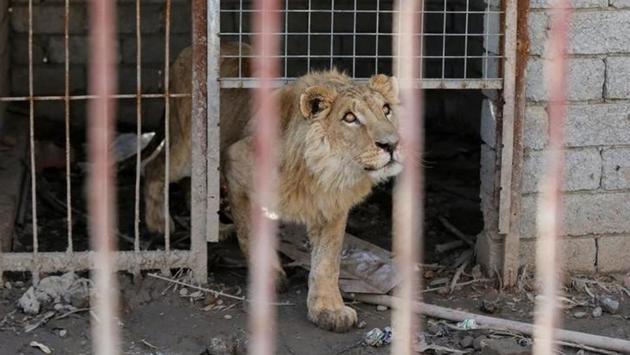 They said a shell once hit the park, sending hungry monkeys out of their enclosures. Other animals were killed, died of starvation or escaped. (Muhammad Hamed/reuters) They said a shell once hit the park, sending hungry monkeys out of their enclosures. Other animals were killed, died of starvation or escaped. (Muhammad Hamed/reuters)