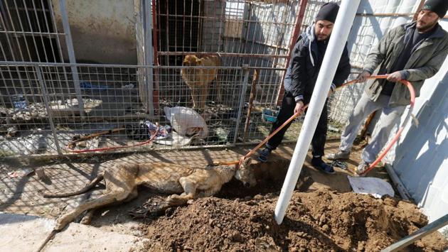 At the time, he diagnosed skin lesions, joint problems and eye inflammation in the lion and diarrhoea and bad teeth in the bear. They were on the brink of death. Now they are able to move, they have gained weight. Physically, they are doing better, Khalil said. (Muhammad Hamed/reuters) At the time, he diagnosed skin lesions, joint problems and eye inflammation in the lion and diarrhoea and bad teeth in the bear. They were on the brink of death. Now they are able to move, they have gained weight. Physically, they are doing better, Khalil said. (Muhammad Hamed/reuters)