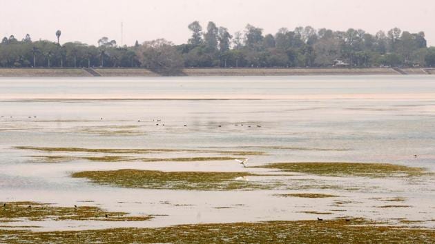 Sukhna Lake’s water level has been receding by the day. Mushrooming of housing projects and population influx would adversely affect its catchment area, which is already reeling under low rainfall.(Anil Dayal/HT Photo)