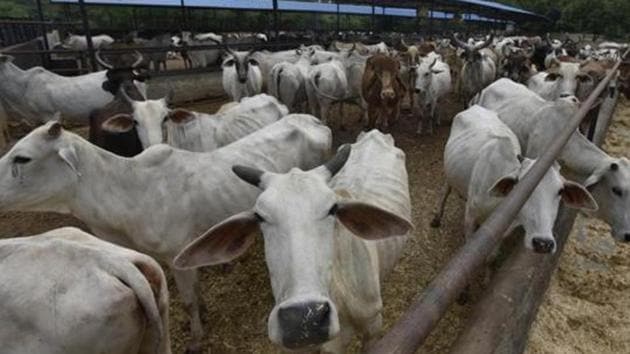 Cow protection has a long history in Indian politics, dating back to pre-Independence times.(Raj K Raj/HT File Photo)