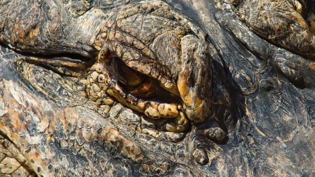 Alligators are native to wetlands . Males can grow up to 14 feet in length, while females can reach eight feet in length, according to zoo officials. (Thierry ZOCCOLAN / AFP)