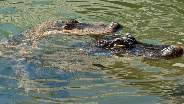 Males can grow up to 14 feet in length, while females can reach eight feet in length, according to zoo officials. (Thierry ZOCCOLAN / AFP)