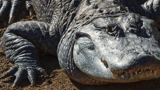 An alligator is pictured at the PAL theme and animal park in Saint-Pourcain-sur-Besbre. (Thierry ZOCCOLAN / AFP)