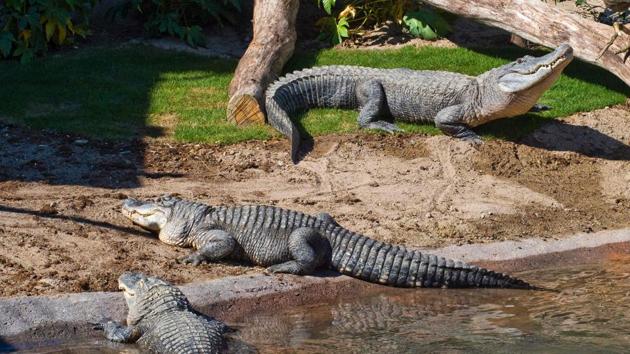 In 1967, alligators were listed as an endangered species, but they have since recovered. (Thierry ZOCCOLAN / AFP)