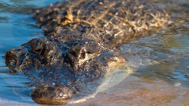 The PAL theme park is opening in 2017 an alligator park, a new feature which is the only one of its kind in Europe, recreating swamps and freswater marshes. (Thierry ZOCCOLAN / AFP)