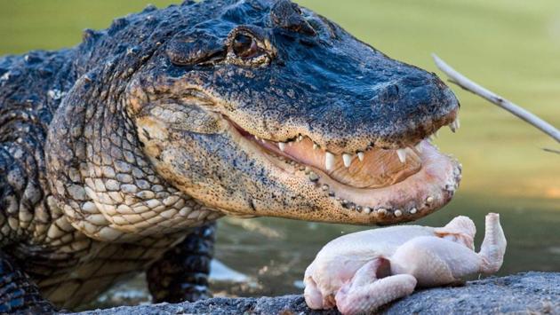 An alligator is being fed at the PAL theme and animal park. (Thierry ZOCCOLAN / AFP)
