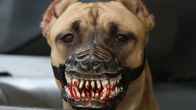 A Staffordshire Terrier wearing a muzzle looks out of a car in Krasnoyarsk, Russia, April 14, 2017. (Ilya Naymushin / REUTERS)