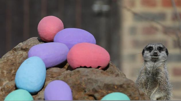 Meerkats are given an Easter treat during a photocall at London Zoo in central London on April 13, 2017. (Daniel LEAL-OLIVAS / AFP)