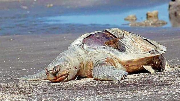 Marine animal carcasses found on Mumbai’s beaches raise alarm | Mumbai ...