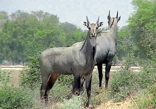 The deer in the wildlife sanctuary in Fazilka.(HT Photo)