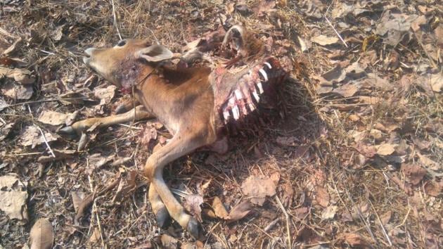 The half-eaten carcass of the calf that belonged to Jitendra Mhatre.(HT photo) The half-eaten carcass of the calf that belonged to Jitendra Mhatre.(HT photo)