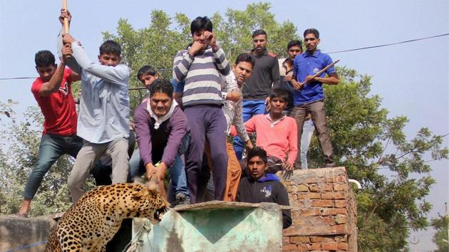 In November 2016, a three-year-old leopard was beaten to death by the villagers of Mandawar after the animal strayed into the village. (PTI File Photo) In November 2016, a three-year-old leopard was beaten to death by the villagers of Mandawar after the animal strayed into the village. (PTI File Photo)