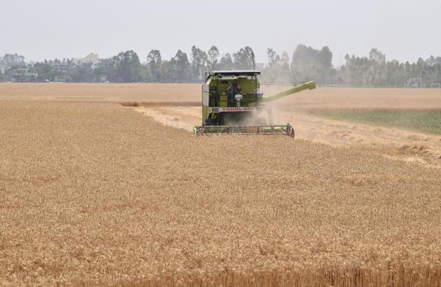 Wheat being harvested in fields near Jalandhar. (Sikander Singh Chopra/HT)