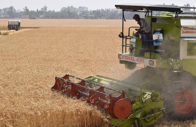 A wheat harvesting machine at work in fields near Jalandhar. (Sikander Singh Chopra/HT)