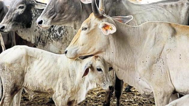 A study was conducted along with Punjab Agricultural University after which impact of insecticides and pesticides on soil and resultantly on plants were brought out through scientific means.(HT File) A study was conducted along with Punjab Agricultural University after which impact of insecticides and pesticides on soil and resultantly on plants were brought out through scientific means.(HT File)