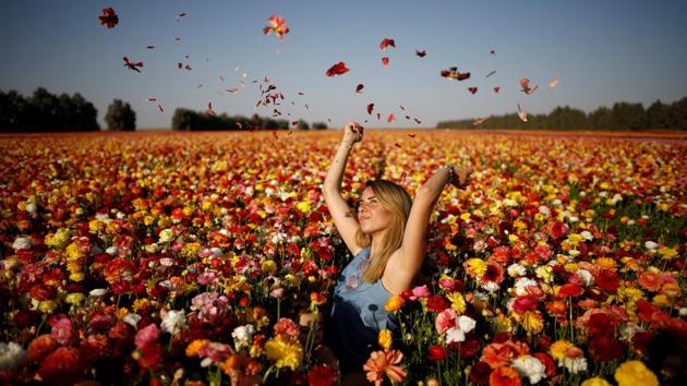 A woman poses for a photographer in a buttercup flower field near Kibbutz Nir Yitzhak in southern Israel, just outside the Gaza Strip . (Amir Cohen / REUTERS)