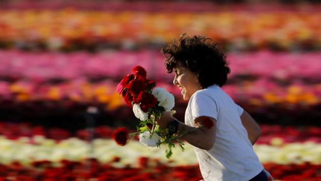 A boy picks buttercup flowers from the field. (Amir Cohen / REUTERS)