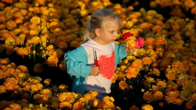A girl picks buttercup flowers in a field near Kibbutz Nir Yitzhak. (Amir Cohen / REUTERS)