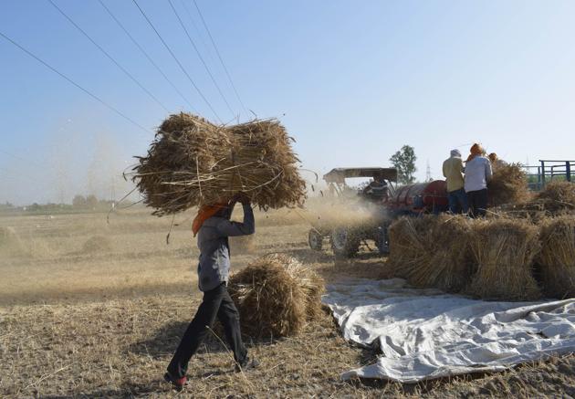 In pictures | How wheat is harvested by man and machine | Hindustan Times