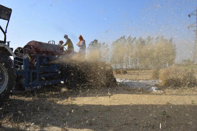 Wheat being harvested in fields near Jalandhar. (Sikander Singh Chopra/HT)