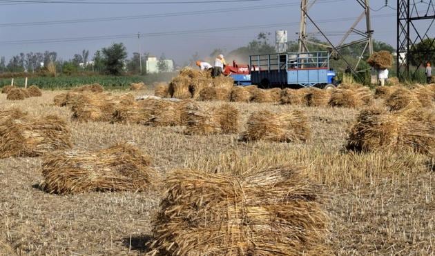 Harvested wheat being rolled up and stacked in fields near Jalandhar. (Sikander Singh Chopra/HT)