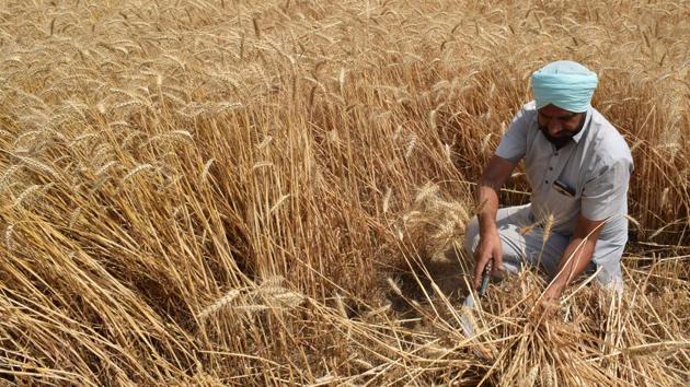 A farmer shows how manual harvesting of wheat is done, in fields near Jalandhar. (Sikander Singh Chopra/HT)