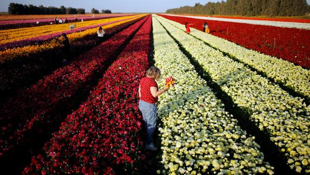 Flower bulbs from the southern Israeli Kibbutz of Nir Yitzhak, located along the Israeli-Gaza Strip border, will be mostly exported to Europe. (Amir Cohen / REUTERS)